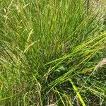 Carex tumulicola ഇല