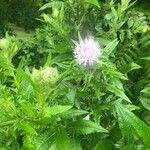 Cirsium altissimum Kvet