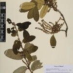Quercus semecarpifolia Other