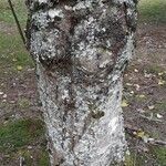 Alnus rubra Bark