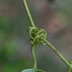 Smilax anceps Kita