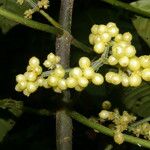 Notopleura capacifolia Hoja