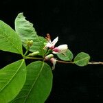 Lonicera lanceolata 整株植物