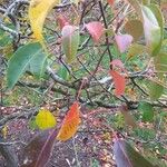Pyrus betulifolia Frunză