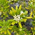 Pittosporum heterophyllum Flower