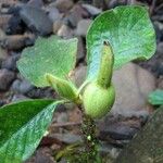 Hippotis panamensis Hoja