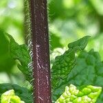 Mentha × rotundifolia Bark