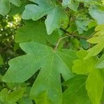 Acer campestre पत्ता