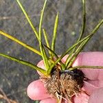 Littorella uniflora Leaf