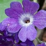 Primula marginata Λουλούδι