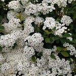 Spiraea × vanhouttei Õis