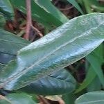 Rhododendron yakushimanum Leaf