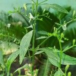 Andrographis paniculata Blad