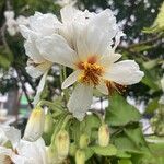 Sparrmannia africana പുഷ്പം