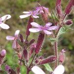 Saponaria ocymoides Other