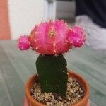 Gymnocalycium mihanovichii 花