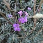 Erysimum scopariumBlomst