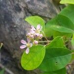 Heteropterys purpurea 花