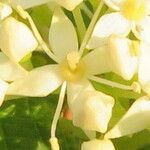 Cornus sericea Blüte