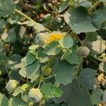 Abutilon indicum Blomst