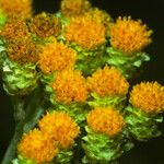 Helichrysum arenarium Цвят
