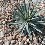 Agave vivipara Foglia