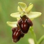 Ophrys sphegodes Blomma