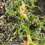 Commelina reptans ഇല