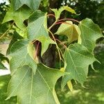 Acer cappadocicum পাতা