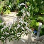Lobelia nicotianifolia
