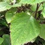 Plectranthus fruticosus Blatt