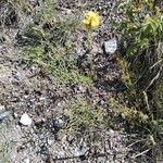 Erysimum virgatum Hábito
