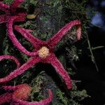 Uvariopsis bakeriana ᱵᱟᱦᱟ