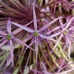 Allium cristophii Λουλούδι