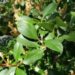 Camellia sinensis Blatt