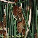 Typha minima Natur