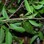 Ximenia americana Staniste