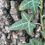 Hedera hibernica Hostoa