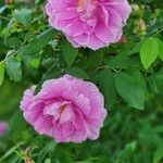 Rosa gallica花