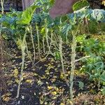 Brassica oleracea 整株植物