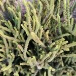 Arthrocnemum macrostachyum Likasa