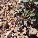 Diatelia tuberaria Likasa