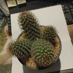 Mammillaria backebergiana Лист