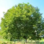 Juglans regia Buveinė