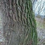 Salix × pendulina Bark