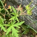 Geranium bicknellii Liść