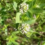 Trifolium squamosum Fiore