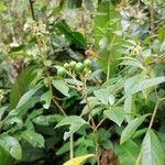 Solanum umbellatum Fruit