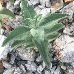 Mentha longifolia Leaf