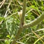 Daucus carota Levél